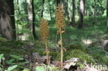 Bird s-nest Orchid (Neottia nidus-avis)