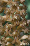 Bird s-nest Orchid (Neottia nidus-avis)