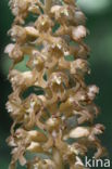 Bird s-nest Orchid (Neottia nidus-avis)