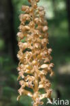 Bird s-nest Orchid (Neottia nidus-avis)