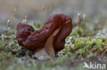 Voorjaarskluifzwam (Gyromitra esculenta) 