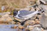 Sabine s Gull (Xema sabini)