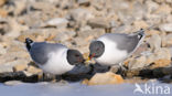 Sabine s Gull (Xema sabini)