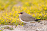 Collared Pratincole (Glareola pratincola)