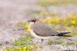 Collared Pratincole (Glareola pratincola)