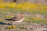 Collared Pratincole (Glareola pratincola)