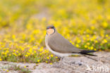 Collared Pratincole (Glareola pratincola)