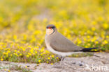 Collared Pratincole (Glareola pratincola)