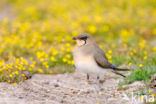 Collared Pratincole (Glareola pratincola)