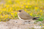 Collared Pratincole (Glareola pratincola)