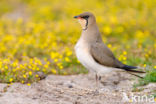 Collared Pratincole (Glareola pratincola)