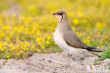 Collared Pratincole (Glareola pratincola)