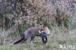 Vos (Vulpes vulpes)