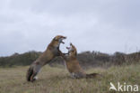 Fox (Vulpes vulpes)