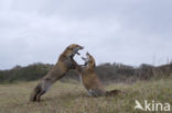 Fox (Vulpes vulpes)