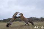 Fox (Vulpes vulpes)