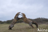 Fox (Vulpes vulpes)