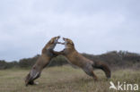 Fox (Vulpes vulpes)