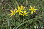 Meadow Gagea (Gagea pratensis)