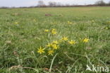 Meadow Gagea (Gagea pratensis)