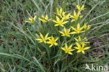 Meadow Gagea (Gagea pratensis)