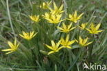 Meadow Gagea (Gagea pratensis)