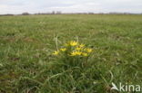 Meadow Gagea (Gagea pratensis)
