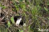 Weasel (Mustela nivalis)