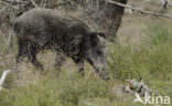 Wild Boar (Sus scrofa)