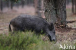 Wild Boar (Sus scrofa)