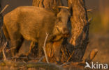 Wild Boar (Sus scrofa)