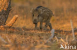 Wild Boar (Sus scrofa)