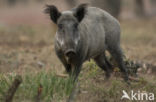 Wild Boar (Sus scrofa)