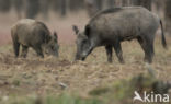 Wild Boar (Sus scrofa)