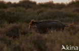 Wild Boar (Sus scrofa)