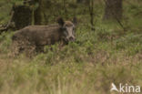 Wild Boar (Sus scrofa)