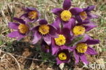 Wildemanskruid (Pulsatilla vulgaris) 