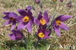 Pasqueflower (Pulsatilla vulgaris)