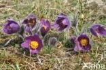 Pasqueflower (Pulsatilla vulgaris)