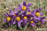 Wildemanskruid (Pulsatilla vulgaris) 