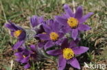 Pasqueflower (Pulsatilla vulgaris)