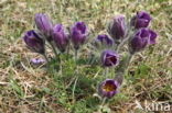 Pasqueflower (Pulsatilla vulgaris)