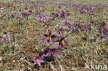Wildemanskruid (Pulsatilla vulgaris) 