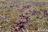 Wildemanskruid (Pulsatilla vulgaris) 