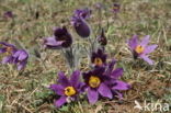 Pasqueflower (Pulsatilla vulgaris)