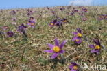 Wildemanskruid (Pulsatilla vulgaris) 
