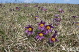 Pasqueflower (Pulsatilla vulgaris)