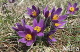 Pasqueflower (Pulsatilla vulgaris)