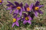 Pasqueflower (Pulsatilla vulgaris)