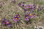 Pasqueflower (Pulsatilla vulgaris)